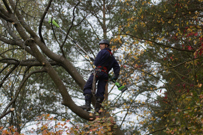 Высоторез-Сучкорез аккумуляторный Greenworks 40V G40PSF (без АКБ и ЗУ) 20см